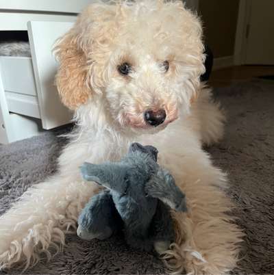 Hundetreffen-Junghund sucht einen Kumpel zum Spazieren und zum Spielen-Bild