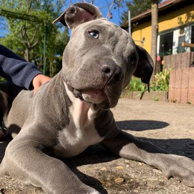 Hundetreffen-Weilerbach, Rodenbach-Bild