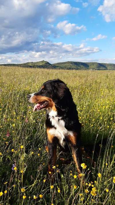 Die Dogorama Monats Challenge "Es grünt und blüht"-Beitrag-Bild