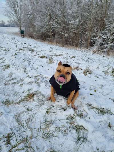 Zeige das lustigste Bild eures Hundis-Beitrag-Bild