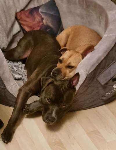 Bester Freund, Hundekumpel - zeigt her!-Beitrag-Bild