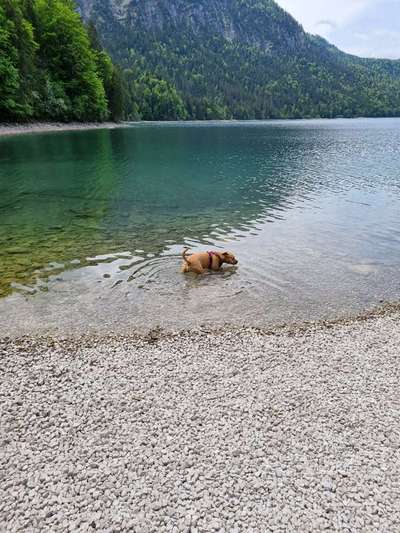 Dogorama Photo Challenge - Tierischer Urlaub-Beitrag-Bild