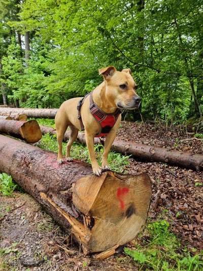 Dogorama Photo Challenge - Tierischer Urlaub-Beitrag-Bild