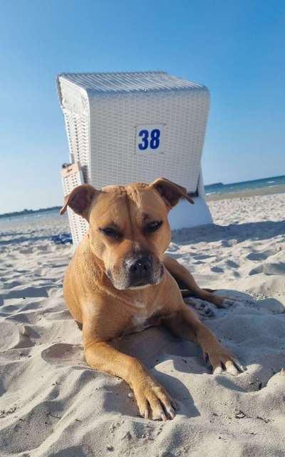 Dogorama Photo Challenge - Tierischer Urlaub-Beitrag-Bild