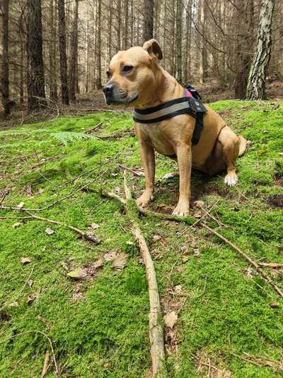 Wald Bild-Beitrag-Bild