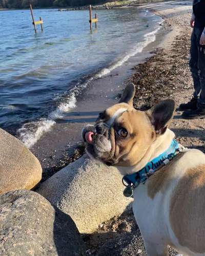 Dogorama Photo Challenge - Spielgesicht-Beitrag-Bild