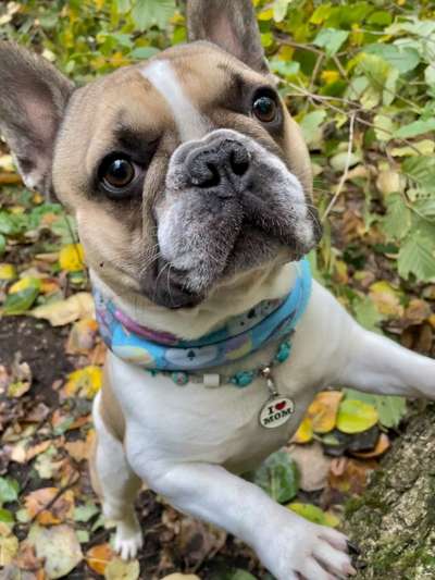 Französische Bulldoggen-Beitrag-Bild