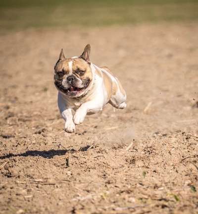 Die Dogorama Kalender Challenge Titelbild-Beitrag-Bild