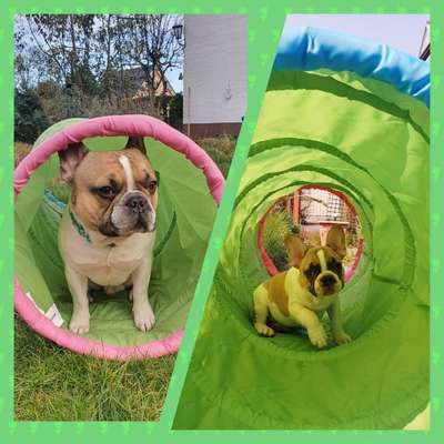 Vom Welpen zum Hund-Beitrag-Bild