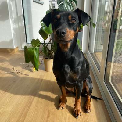 Hundetreffen-Hundebetreuung auf Gegenseitigkeit-Bild