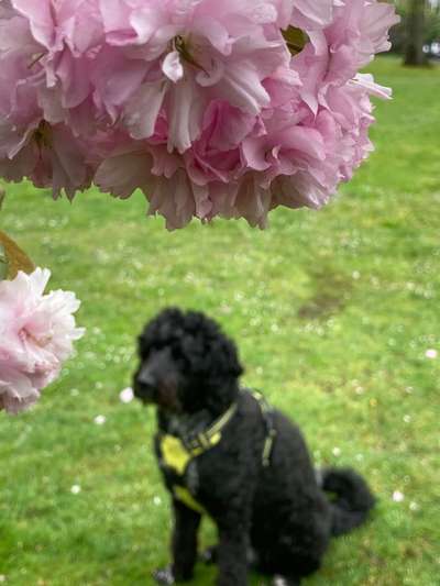Berner Sennen-Beitrag-Bild