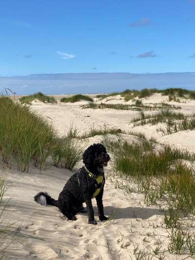 Mischlingshunde Foto Aufruf-Beitrag-Bild