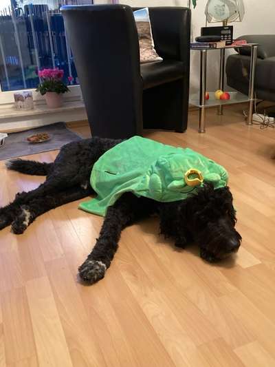 Berner Sennen-Beitrag-Bild