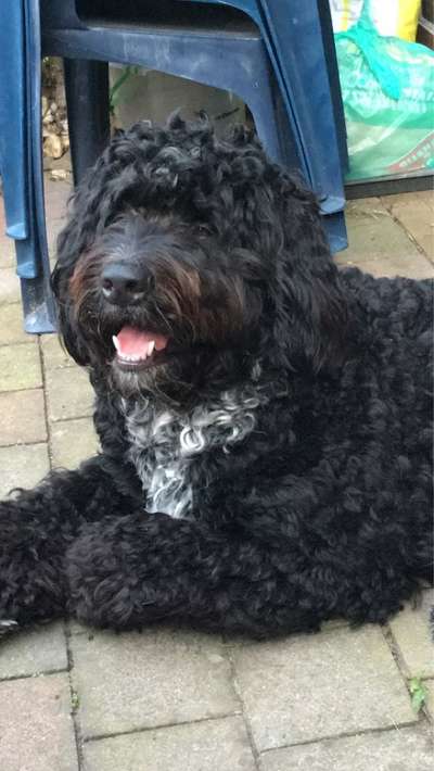 Hunderunde-Beitrag-Bild