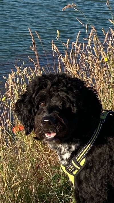 Welche Hunderasse-Beitrag-Bild