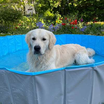 Hundetreffen-Social Walk/ Playdate im Östlichen Ringgebiet-Bild