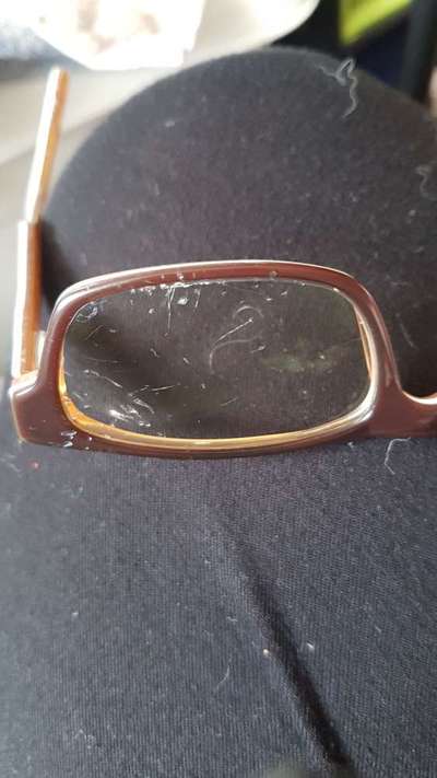 Zeig mir, dass du mit einem hund zusammenlebst....-Beitrag-Bild