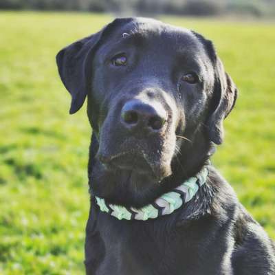 Hundetreffen-Social Walks