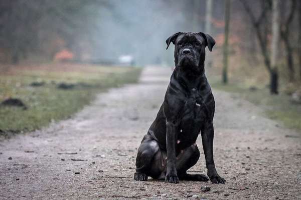 Hundetreffen-Hundemodels gesucht | fotoshooting-Bild