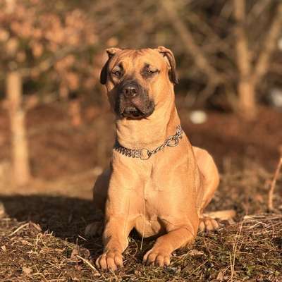 Hundetreffen-Hundefreunde gesucht 🩶-Bild