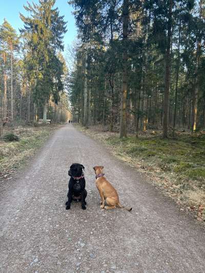 Hundetreffen-🐾 WhatsApp-Gruppe: Norderstedter Hundefreunde 🐾-Bild