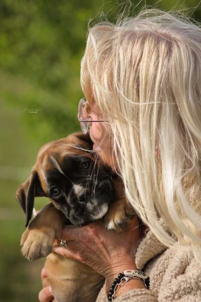 Hundetreffen-Hunde fotoshooting-Bild