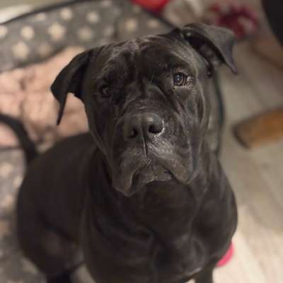 Hundetreffen-Erst Training, später beste Freunde? 🐶🤝 Trainingspartner gesucht 🐾-Bild