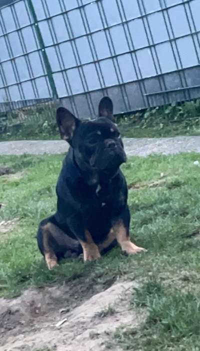 Französische Bulldoggen-Beitrag-Bild