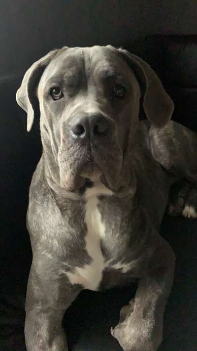 Zeigt her eure Junghunde :)-Beitrag-Bild