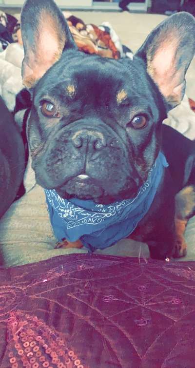 Zeigt her eure Junghunde :)-Beitrag-Bild