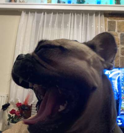 Französische Bulldoggen-Beitrag-Bild