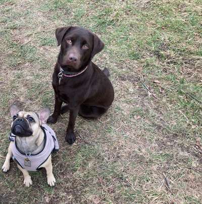 Dogorama Photo Challenge - Gegensätze-Beitrag-Bild