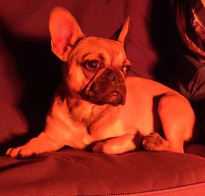 Französische Bulldoggen-Beitrag-Bild