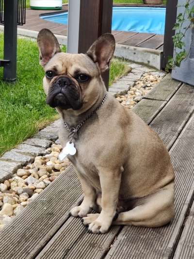 Wie heißt dein Hund?-Beitrag-Bild