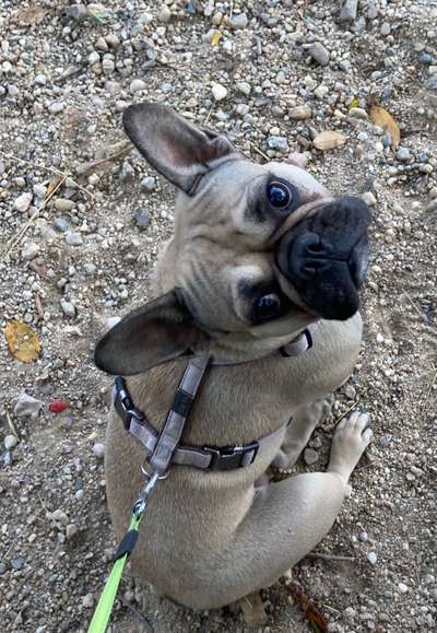 Französische Bulldoggen-Beitrag-Bild