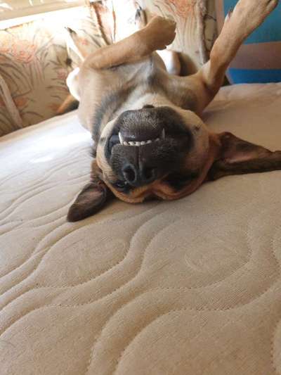 Postet das beste Foto von euren 4 beinern-Beitrag-Bild