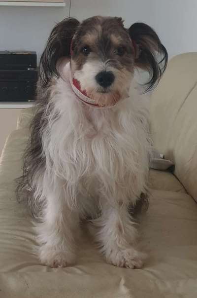 Postet das beste Foto von euren 4 beinern-Beitrag-Bild