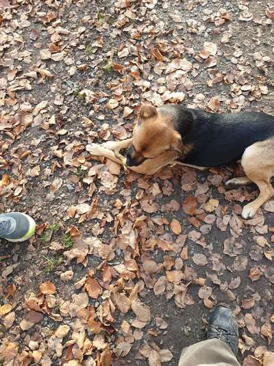 Dogorama Photo Challenge - Lieblingsspielzeug!-Beitrag-Bild