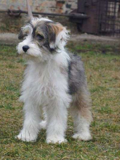 Welpen Bilder !-Beitrag-Bild