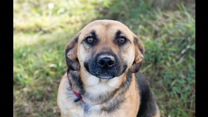 Postet das beste Foto von euren 4 beinern-Beitrag-Bild