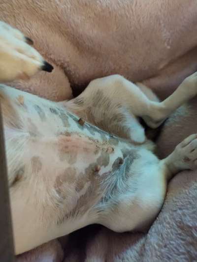 Hündin Kastration-Beitrag-Bild