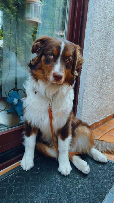 Schlappohren Suche <3-Beitrag-Bild