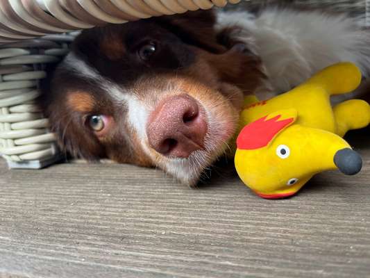 Zeige deinen Schatz mit seinem Lieblingsspielzeug.-Beitrag-Bild