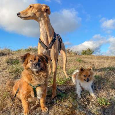 Hundetreffen-Social Walks-Profilbild