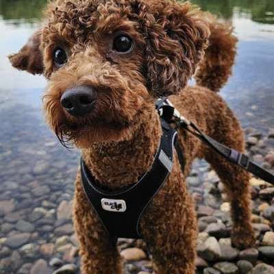 Hundetreffen-Hundekontakt und gegenseitige Unterstützung-Bild