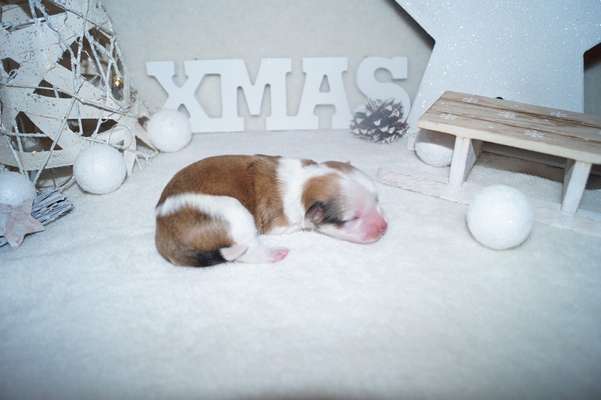 Welpenfotos-Beitrag-Bild