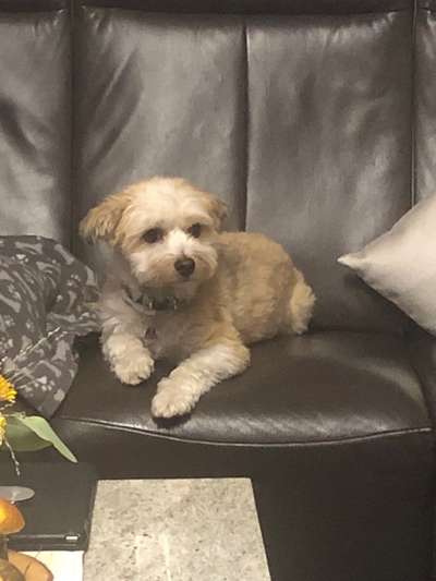 Welpenfotos-Beitrag-Bild