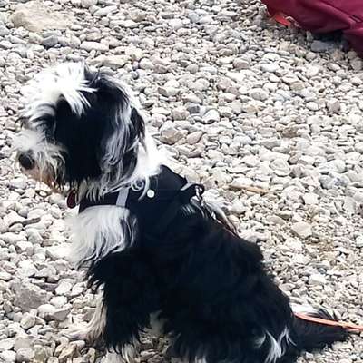 Hundetreffen-Welpen-und Junghunde-Profilbild