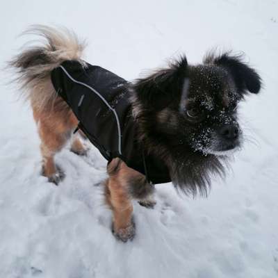 Dogorama Photo Challenge - Be my valentine-Beitrag-Bild