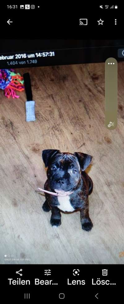 Wie kamst du zu deinem Hund?-Beitrag-Bild